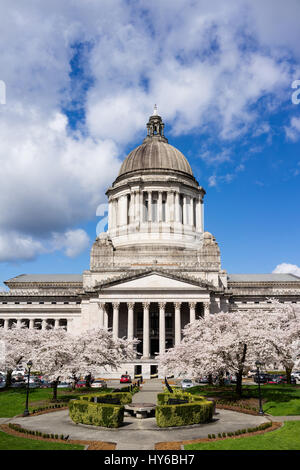 Splendida fioritura blossoms adornano la passerella al di fuori dello Stato nel capitale sociale di Olimpia, Washington Foto Stock