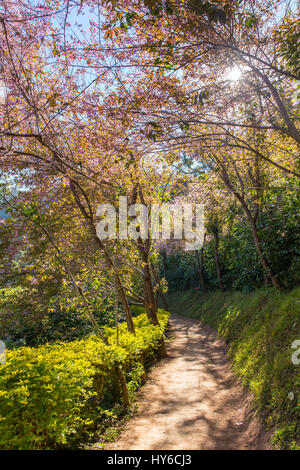 Blooming sakura tree lungo il bellissimo piccolo sentiero vicino a Chiang Mai nel nord della Thailandia. Foto Stock