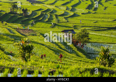 Bellissimo tramonto sull'Jatiluwih terrazze di riso a Bali, in Indonesia Foto Stock