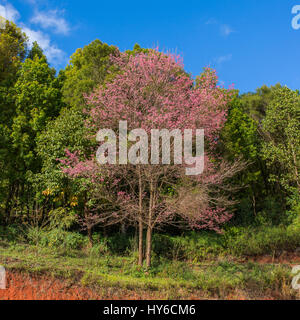 Blooming sakura tree lungo la bella strada di Doi Ang Khang National Park, Nord della Thailandia. Foto Stock