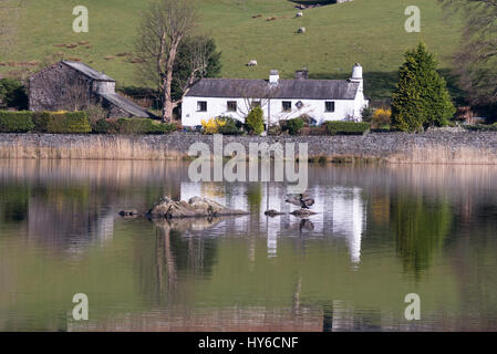 Nab Cottage e un cormorano riflessa in Rydal acqua, Cumbria, England, Regno Unito Foto Stock