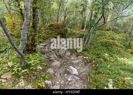 Passeggiata attraverso la foresta autuminal nel nord della Norvegia Foto Stock