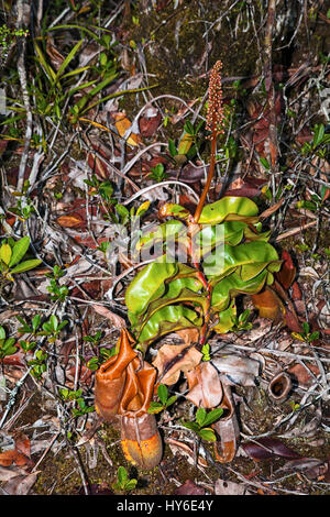 Nepenthes veitchii, Maliau Basin Area di Conservazione, Sabah Borneo, Malaysia, da Monika Hrdinova/Dembinsky Foto Assoc Foto Stock