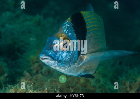 Due comuni-nastrare dentice (Diplodus vulgaris), l'Escala, Costa Brava Catalogna Foto Stock