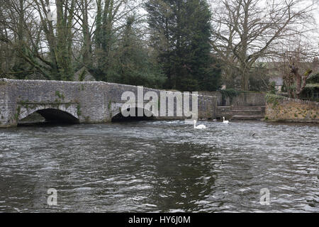 I cigni nuotare nei pressi di un ponte sul fiume Wye in Derbyshire Foto Stock