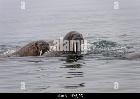 Tricheco (Odobenus rosmarus) in acqua, isola Spitsbergen, arcipelago delle Svalbard, Norvegia, Foto Stock