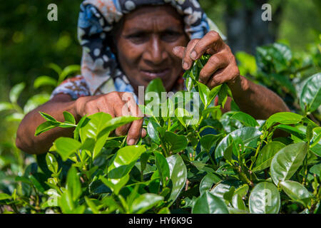 Sri Lanka, vicino a Galle, villaggio di Akuressa. Verde biologico Tea Garden & Tea Factory, il solo tè organici farm nel sud dello Sri Lanka. Tipico te femmina Foto Stock