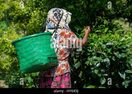 Sri Lanka, vicino a Galle, villaggio di Akuressa. Verde biologico Tea Garden & Tea Factory, il solo tè organici farm nel sud dello Sri Lanka. Tipico te femmina Foto Stock