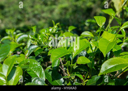 Sri lanka, vicino a Galle, akuressa. tè organici farm nel sud dello Sri lanka. Produttore del famoso tè di Ceylon. Le foglie di tè pronto per essere ritirato. Foto Stock