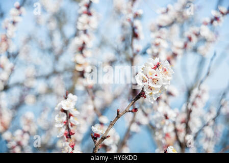Blossoms oltre sfocata sullo sfondo della natura. Fiori di Primavera.molla con sfondo azzurro bokeh di fondo Foto Stock