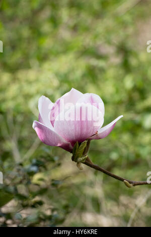 Magnolia soulangeana 'picture' x Magnolia campbellii 'Blumhard' albero fioritura in primavera. Regno Unito Foto Stock