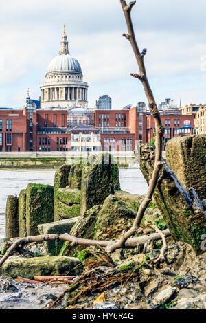 Bassa angolazione della Cattedrale di St Paul da Bankside a bassa marea, i resti di un pontile in legno e lavato-succursali in primo piano, London, Regno Unito Foto Stock