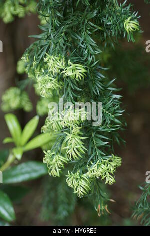 Saxgothaea conspicua Foto Stock