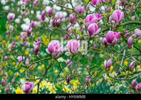 Anemoni con narcisi e Magnolia di fioritura in primavera Foto Stock