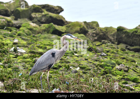 Airone blu il recupero di un bastone. Troppo male vi è figliata lungo la riva :(. Ballona Creek, Los Angeles, CA Foto Stock