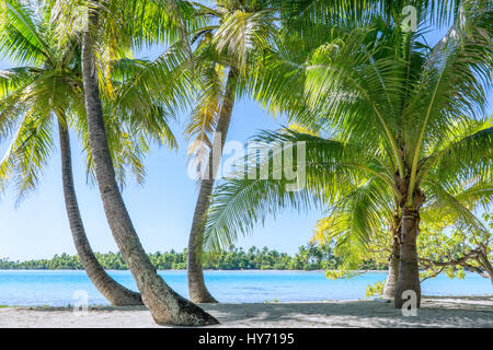 Vista sul mare attraverso le palme sull'Isola di Moorea in Polinesia francese Foto Stock