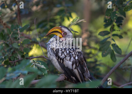 Southern Yellow-fatturati hornbill seduta su albero Foto Stock