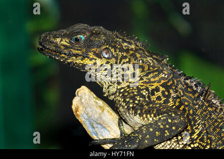 Hydrosaurus amboinensis, Indonesiano Sailfin lizard è nativo in Indonesia e in Nuova Guinea Foto Stock