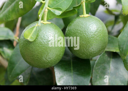 Immaturo verde pompelmi sulla struttura ad albero Foto Stock