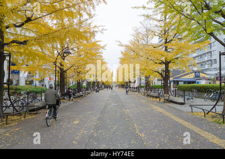 Tokyo, Giappone - Novembre 24,2014 : giallo ginkgo lungo la lunghezza della strada al parco hikarigaoka in autunno Foto Stock