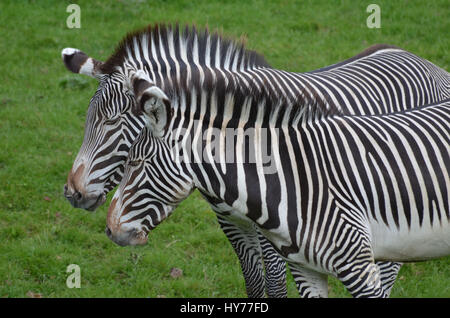 Incredibile cuddling paio di zebre in un campo verde. Foto Stock