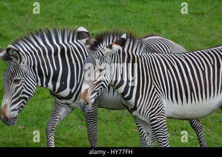 Ambling fantastica coppia di zebre camminare insieme in un campo. Foto Stock