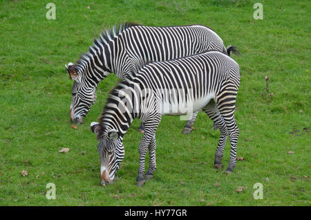 Grande coppia del pascolo zebre mangiare erba in un campo. Foto Stock