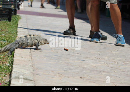 Lizard sul marciapiede vicino a persone Foto Stock