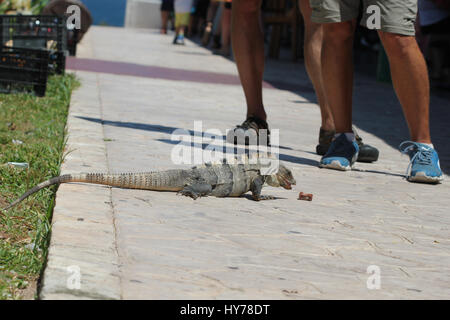 Lizard sul marciapiede vicino a persone Foto Stock