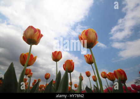 Srinagar Kashmir. 1 Aprile, 2017. Una vista di fioritura tulipani in Asia il più grande giardino di tulipani sabato a Srinagar, Kashmirn Kashmir controllato il 1 aprile 2017. Indira Gandhi Memorial Tulip Garden nel giro di Zabarwan Hills, che si è diffuso oltre 600 kanals di terra con più di un milione e mezzo di fiori di più di 46 varietà, è stata spalancata per il pubblico di oggi. Credito: Umer Asif/Pacific Press/Alamy Live News Foto Stock