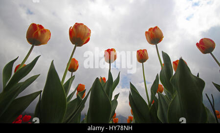 Srinagar Kashmir. 1 Aprile, 2017. Una vista di fioritura tulipani in Asia il più grande giardino di tulipani sabato a Srinagar, Kashmirn Kashmir controllato il 1 aprile 2017. Indira Gandhi Memorial Tulip Garden nel giro di Zabarwan Hills, che si è diffuso oltre 600 kanals di terra con più di un milione e mezzo di fiori di più di 46 varietà, è stata spalancata per il pubblico di oggi. Credito: Umer Asif/Pacific Press/Alamy Live News Foto Stock