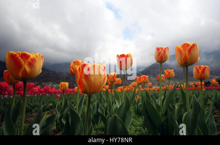 Srinagar Kashmir. 1 Aprile, 2017. Una vista di fioritura tulipani in Asia il più grande giardino di tulipani sabato a Srinagar, Kashmirn Kashmir controllato il 1 aprile 2017. Indira Gandhi Memorial Tulip Garden nel giro di Zabarwan Hills, che si è diffuso oltre 600 kanals di terra con più di un milione e mezzo di fiori di più di 46 varietà, è stata spalancata per il pubblico di oggi. Credito: Umer Asif/Pacific Press/Alamy Live News Foto Stock