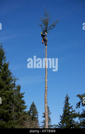 Logger imbrigliato nella parte superiore di un Douglas Fir Tree Foto Stock