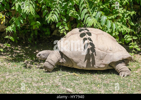 Un adulto tartaruga gigante di Aldabra passeggiate a piedi e in cerca di protezione dal sole Foto Stock
