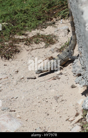 Lizard sulle rocce accanto a Ocean Foto Stock