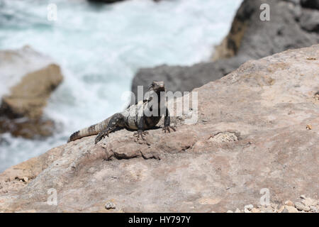 Lizard sulle rocce accanto a Ocean Foto Stock