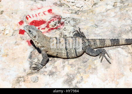 Lizard sulle rocce accanto a Ocean Foto Stock