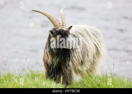 Feral Capra, ritratto del singolo adulto in piedi sul bordo del fiume Findhorn. Presa di giugno. Findhorn Valley, Nr Tomatin, Scotland, Regno Unito. Foto Stock