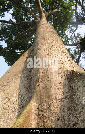 I rami di un albero Boabab arrivare fino al cielo in Ghana. Foto Stock