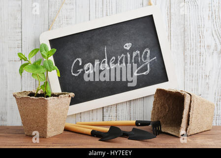 Attrezzi per giardinaggio, la bottiglia spray, piante e suolo su vintage sfondo di legno Foto Stock