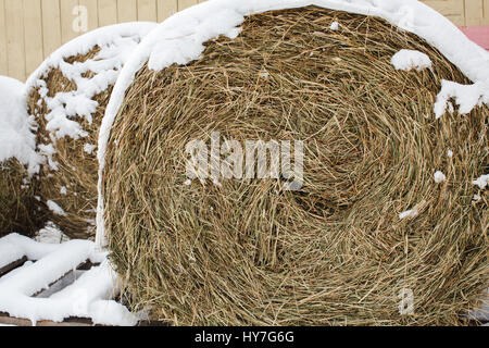 Il rotolo di fieno in inverno Foto Stock