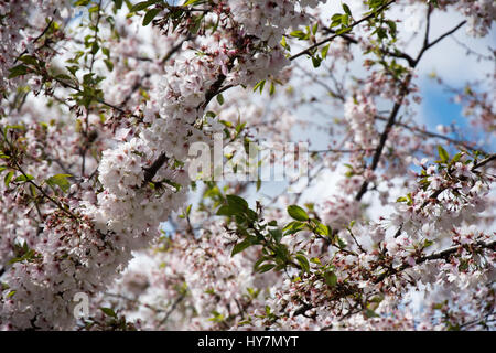 Washington, DC, Stati Uniti d'America. 1 Aprile, 2017. Fiori di Ciliegio, Washington DC Credito: Angela Drake/Alamy Live News Foto Stock