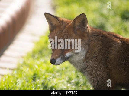 Il torneo di Wimbledon, Londra, Regno Unito. Il 2 aprile 2017. Red Fox cerca cibo su una coperta di rugiada prato in London, retroilluminato in forte luce del sole di primavera. Credito: Malcolm Park/Alamy Live News. Foto Stock