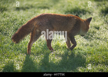 Il torneo di Wimbledon, Londra, Regno Unito. Il 2 aprile 2017. Red Fox cerca cibo su una coperta di rugiada prato in London, retroilluminato in forte luce del sole di primavera. Credito: Malcolm Park/Alamy Live News. Foto Stock