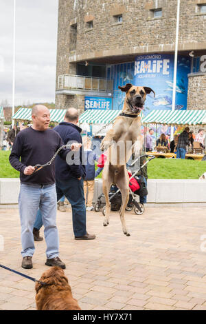 Loch Lomond Shores, Balloch, Scotland, Regno Unito. 2 apr, 2017. Regno Unito - previsioni del tempo - dopo un inizio grigio, il giorno inizia a riscaldarsi e un cane grande rimbalza su e giù al Loch Lomond Springfest food festival come il suo proprietario acquista un gelato Credito: Kay Roxby/Alamy Live News Foto Stock