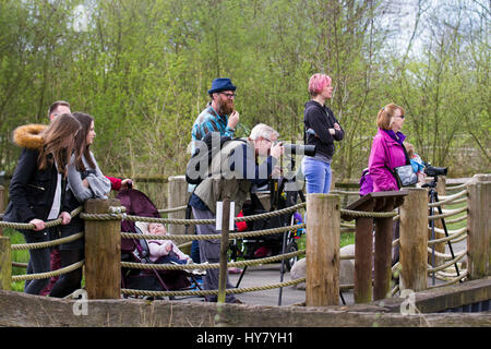 Burscough, Lancashire, Regno Unito. Regno Unito Meteo. 2 Marzo, 2017. Duck Hunt a Martin mera Wetland Centre. Giornata di Primavera a Martin mere una zona umida riserva naturale gestita dal Wildfowl and Wetlands Trust in Lancashire, Regno Unito. I visitatori della riserva godendo il sole primaverile come gli uccelli acquatici, uccelli acquatici e anatre apparentemente benvenuti l insorgenza di temperature più calde. I visitatori sono stati trattati per un anatra sentiero di suoneria per individuare fino a 20 denominata anatre di plastica nascosti nel fogliame. Credito; MediaWorldImages/AlamyLiveNews Foto Stock