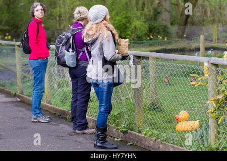 La fauna selvatica stagno a Wigan Greater Manchester, Lancashire, Regno Unito. Regno Unito Meteo. 2 Marzo, 2017. Duck Hunt a Martin mera Wetland Centre. Giornata di Primavera a Martin mere una zona umida riserva naturale gestita dal Wildfowl and Wetlands Trust in Lancashire, Regno Unito. I visitatori della riserva godendo il sole primaverile come gli uccelli acquatici, uccelli acquatici e anatre apparentemente benvenuti l insorgenza di temperature più calde. I visitatori sono stati trattati per un anatra sentiero di suoneria per individuare fino a 20 denominata anatre di plastica nascosti nel fogliame. Credito; MediaWorldImages/AlamyLiveNews Foto Stock