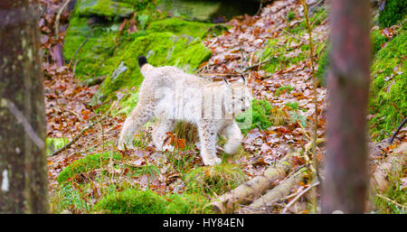 Lince europea cub passeggiate nella foresta Foto Stock