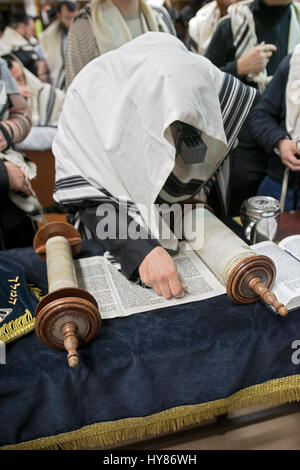 Un anonimo religiosa ebraica l uomo ad una mattina dei giorni feriali la Torah e la lettura in una sinagoga a Brooklyn, New York Foto Stock