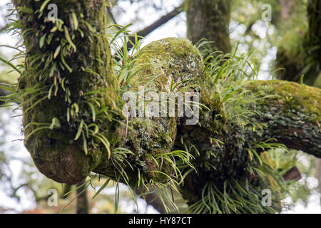 Vecchi alberi con licheni e muschi in posizione di parcheggio Foto Stock